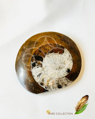 Past Lives Connection Ammonite Fossil