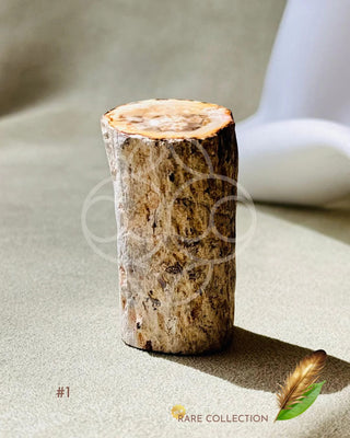Petrified Wood-Unique Fossil #1